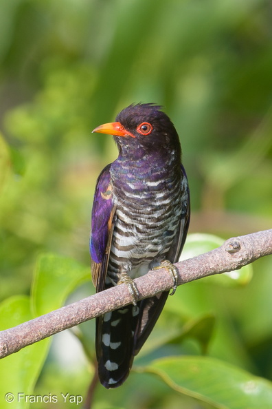 Violet_Cuckoo-180321-108ND500-FYP_5029-W.jpg