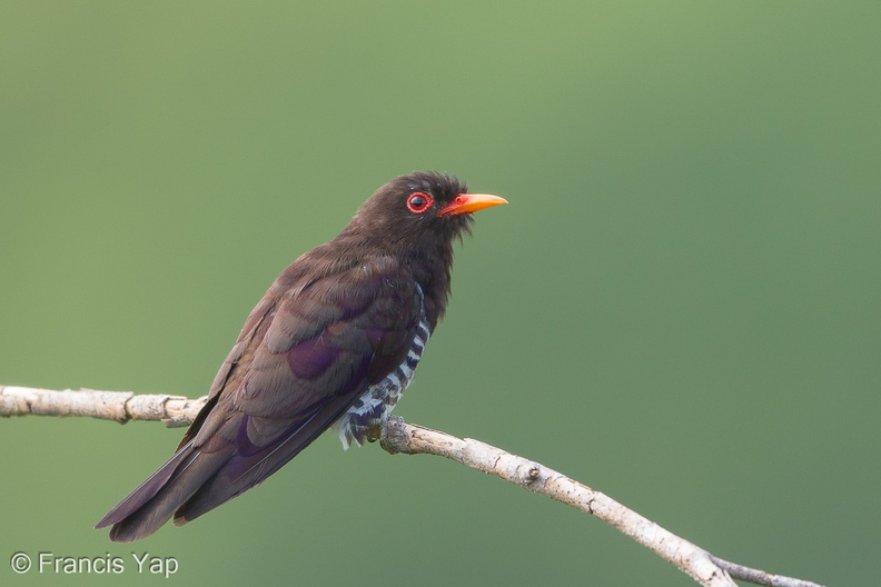 Violet_Cuckoo-190710-118ND500-FYP_3773-W.jpg