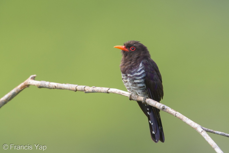 Violet_Cuckoo-190710-118ND500-FYP_4044-W.jpg