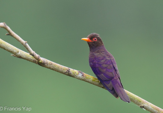 Violet Cuckoo - display this album Violet Cuckoo