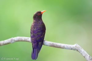 Violet Cuckoo-260204-153FRYAP-FYA00706-W.jpg