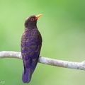 Violet_Cuckoo-260204-153FRYAP-FYA00706-W.jpg
