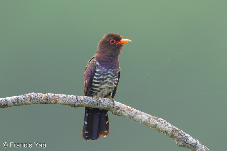Violet_Cuckoo-260501-186FRYAP-FYA05279-W.jpg