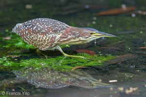 Von Schrenck's Bittern-260402-168FRYAP-FYA07979-W.jpg