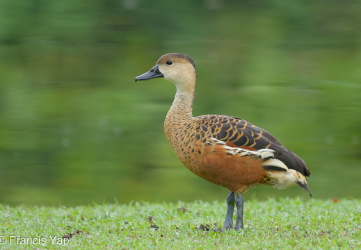 Wandering Whistling Duck - display this album Wandering Whistling Duck
