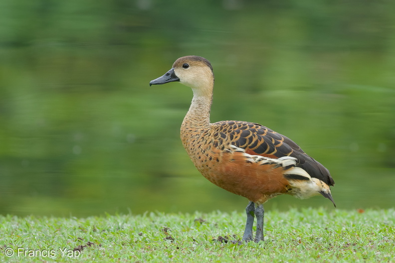 Wandering_Whistling_Duck-101112-103EOS7D-IMG_8919-W.jpg