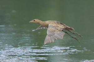 Watercock-120210-108EOS1D-FYAP6655-W.jpg
