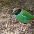 Western_Hooded_Pitta-170126-109EOS1D-F1X23007-W.jpg
