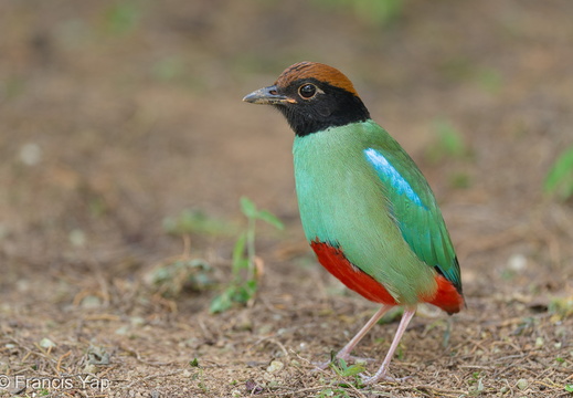 Western Hooded Pitta - display this album Western Hooded Pitta