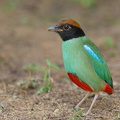 Western_Hooded_Pitta-230110-163MSDCF-FYP08477-W.jpg