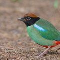 Western_Hooded_Pitta-230110-163MSDCF-FYP09307-W.jpg