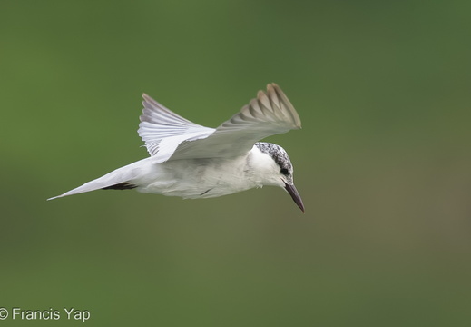 Whiskered Tern - display this album Whiskered Tern