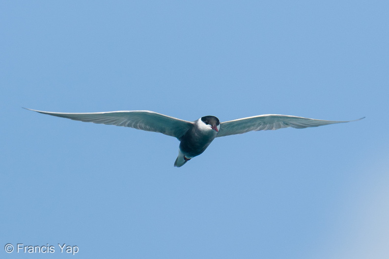 Whiskered_Tern-260502-186FRYAP-FYA08159-W.jpg