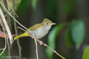 White-bellied Erpornis-260421-185FRYAP-FYA00682-W.jpg