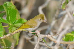 White-bellied Erpornis-260425-185FRYAP-FYA07258-W.jpg