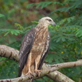 White-bellied_Sea_Eagle-101231-105EOS7D-IMG_3668-W.jpg