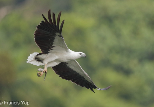 White-bellied Sea Eagle - display this album White-bellied Sea Eagle
