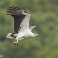 White-bellied_Sea_Eagle-170730-112EOS1D-F1X27276-W.jpg