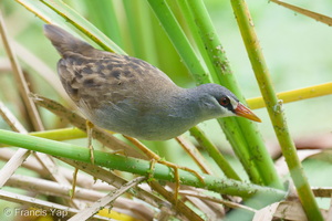 White-browed Crake-251207-141FRYAP-FYA09181-W.jpg