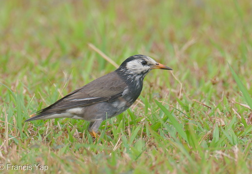 White-cheeked Starling - display this album White-cheeked Starling