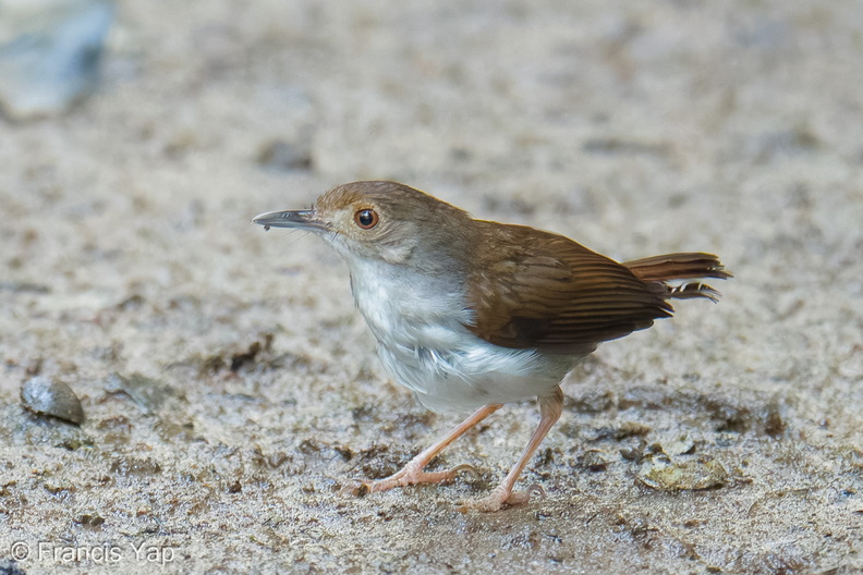 White-chested_Babbler-260503-187FRYAP-FYA00663-W.jpg