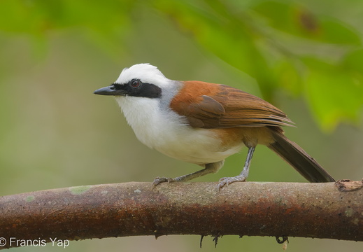 White-crested Laughingthrush - display this album White-crested Laughingthrush