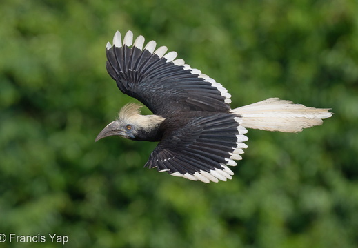 White-crowned Hornbill - display this album White-crowned Hornbill