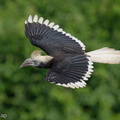 White-crowned_Hornbill-230510-205MSDCF-FYP02941-W.jpg