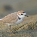 White-faced_Plover-220209-140MSDCF-FRY02562-W.jpg