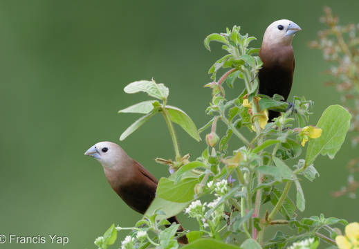 White-headed Munia - display this album White-headed Munia