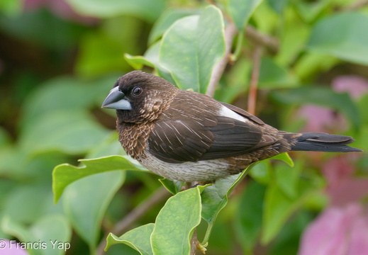 White-rumped Munia - display this album White-rumped Munia