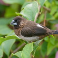 White-rumped_Munia-201108-123MSDCF-FYP01137-W.jpg