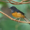 White-rumped_Shama-120129-107EOS1D-FYAP8409-W.jpg