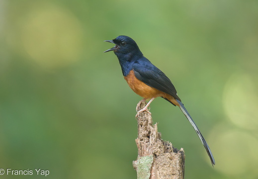 White-rumped Shama - display this album White-rumped Shama