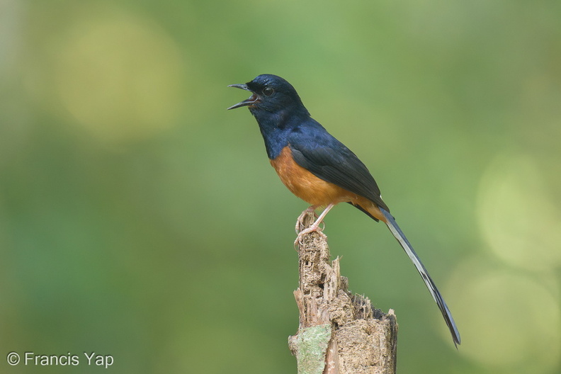 White-rumped_Shama-210626-115MSDCF-FRY00817-W.jpg