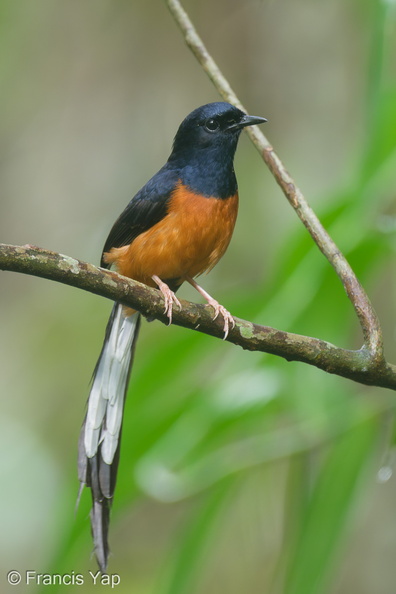 White-rumped_Shama-220611-148MSDCF-FYP06136-W.jpg