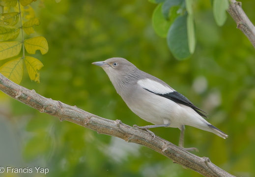 White-shouldered Starling - display this album White-shouldered Starling