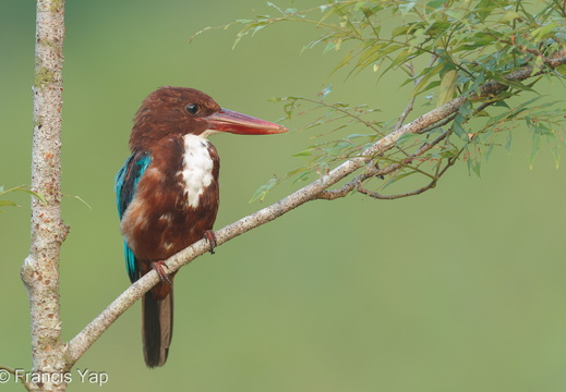 White-throated Kingfisher - display this album White-throated Kingfisher