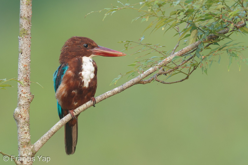White-throated_Kingfisher-110406-101EOS1D-FYAP7265-W.jpg