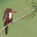 White-throated_Kingfisher-110406-101EOS1D-FYAP7265-W.jpg