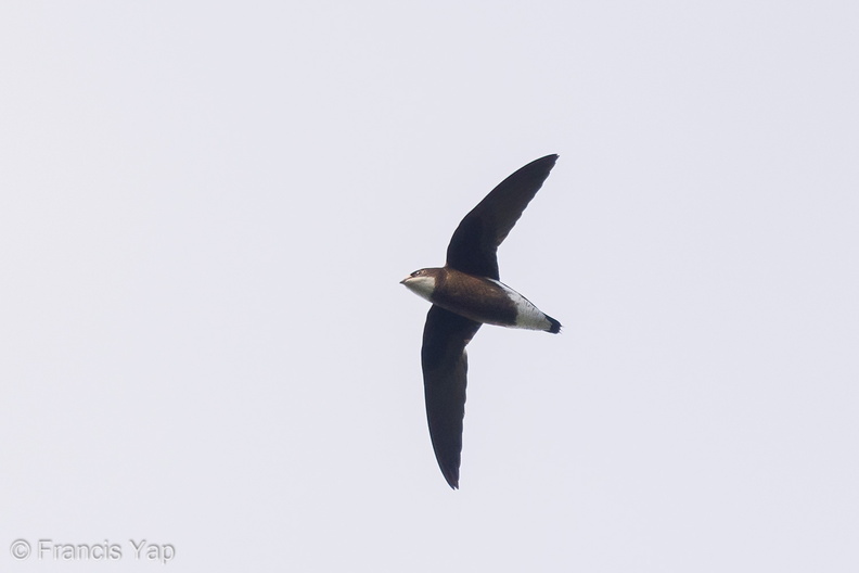 White-throated_Needletail-211109-128MSDCF-FRY00265-W.jpg