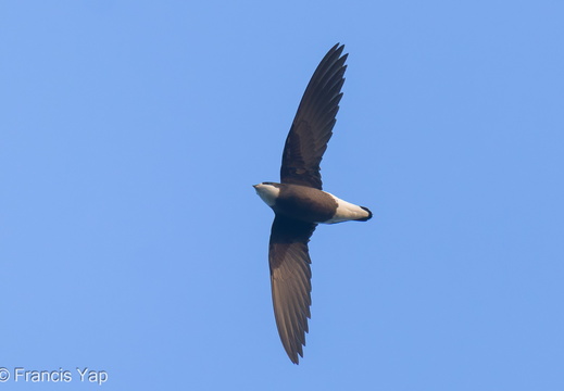 White-throated Needletail - display this album White-throated Needletail