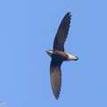 White-throated_Needletail-250327-101FRYAP-FYA06204-W.jpg