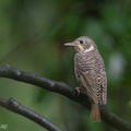 White-throated_Rock_Thrush-110311-100EOS1D-FYAP8886-W.jpg