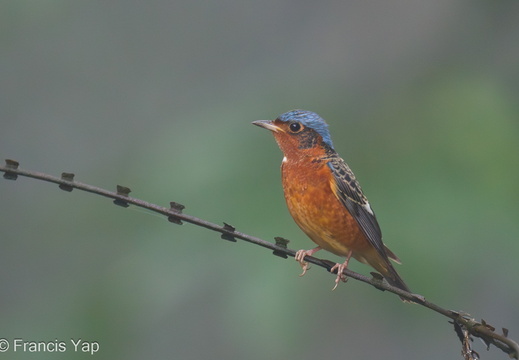 White-throated Rock Thrush - display this album White-throated Rock Thrush