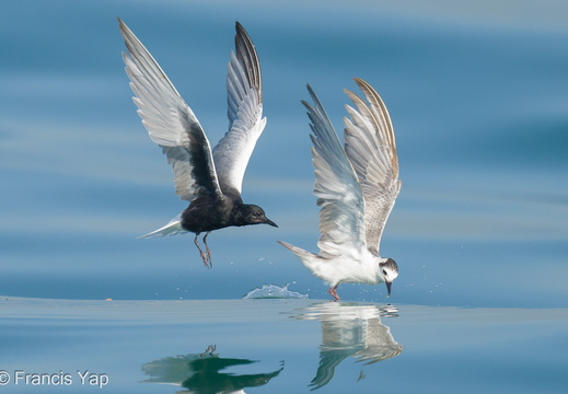 White-winged Tern - display this album White-winged Tern