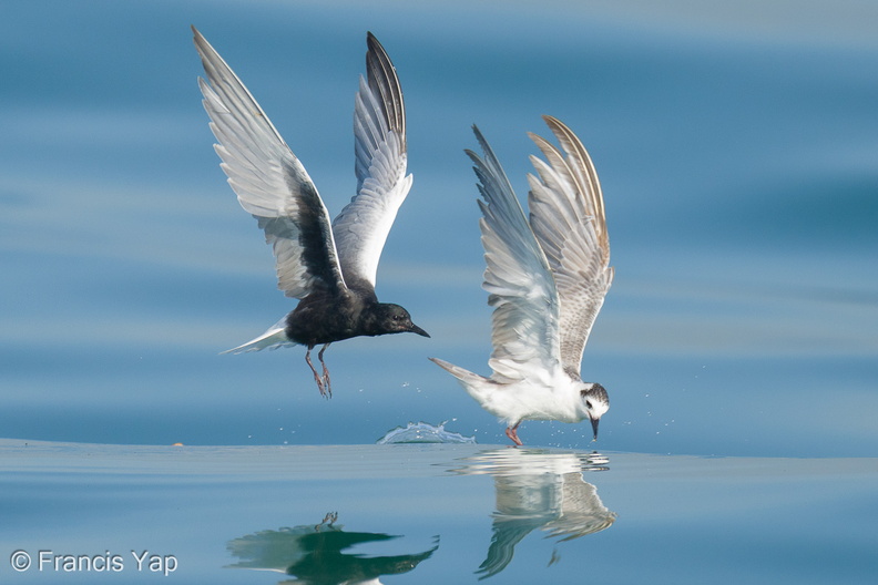 White-winged_Tern-210425-108MSDCF-FRY06913-W.jpg