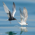 White-winged_Tern-210425-108MSDCF-FRY06913-W.jpg