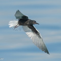 White-winged_Tern-210425-108MSDCF-FRY07001-W.jpg