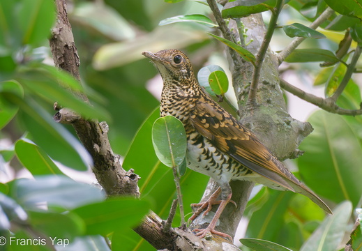 White's Thrush - display this album White's Thrush